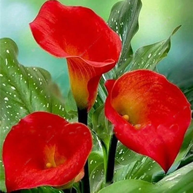 Egrow 50pcs Calla Lily Seeds
