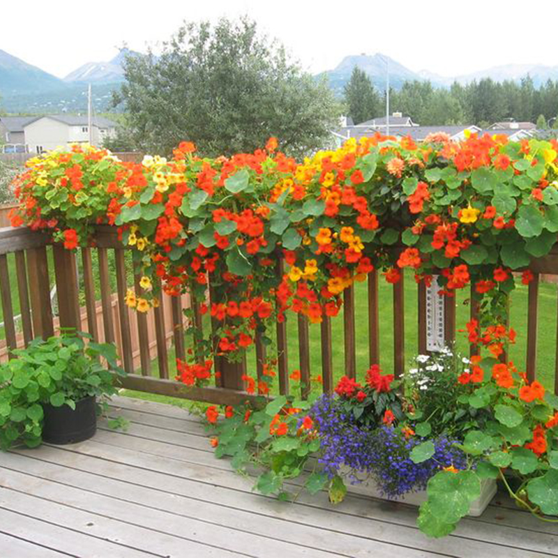 Organic Nasturtium Seeds