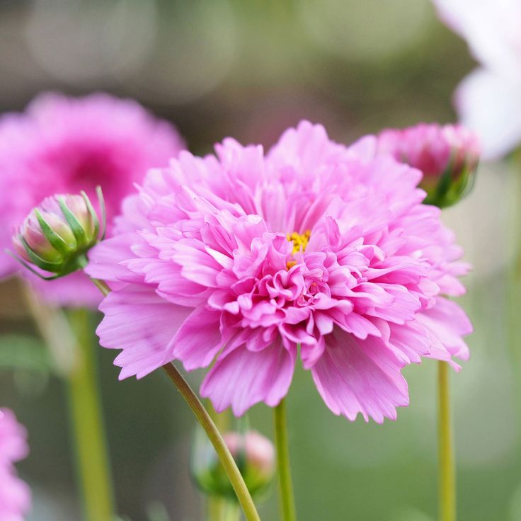 🔥Double Mixed Color Cosmos Flower Seeds