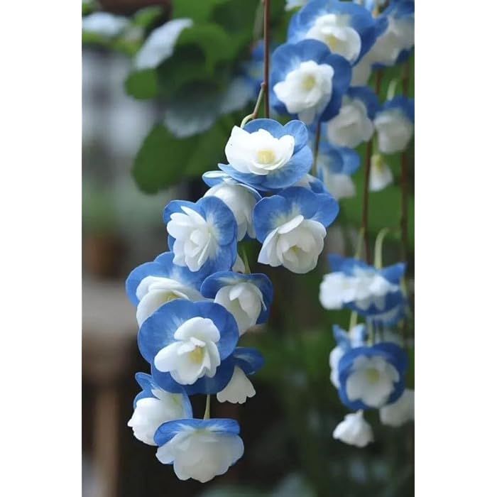 Weeping Begonia Seeds-Malus halliana