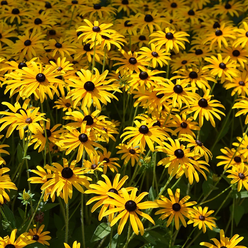 Black-Eyed Susan