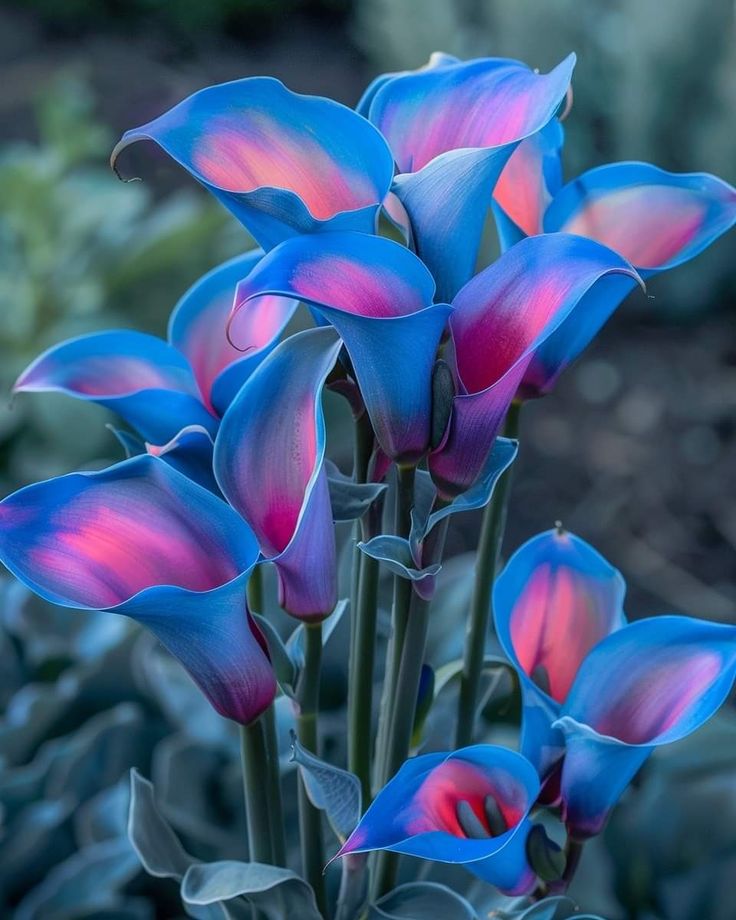 Calla Lily Bulbs Garden Balcony Potted Perennial Flower