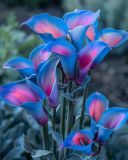 Bicolor #6