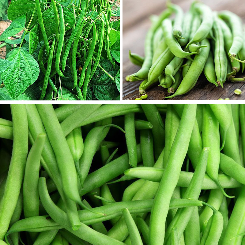 Container Bush Beans French Mascotte