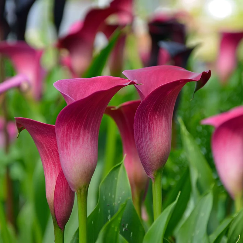Egrow 50pcs Calla Lily Seeds