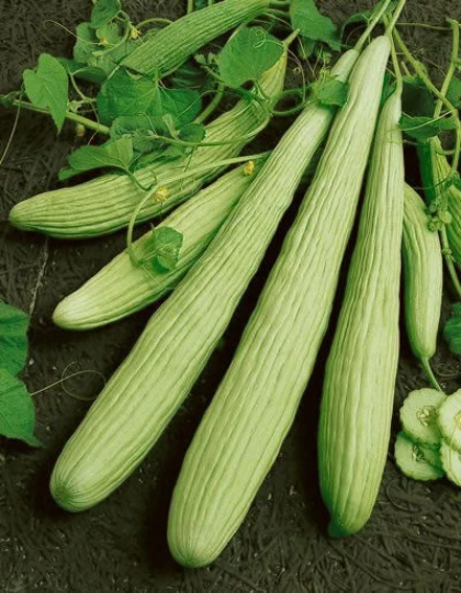 🥒Armenian Cucumber seeds- Grown in Texas - Pale/Light variety