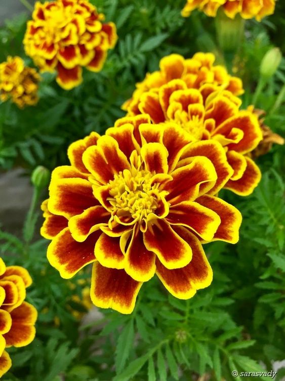 Marigold Seeds-Easily Mixed Colors for All Seasons