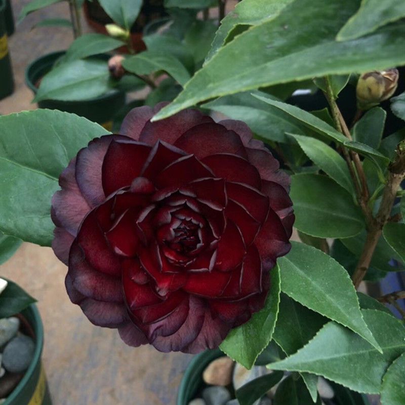 Camellia Japonica Seeds🚴