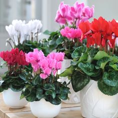 🩷Cyclamen Flower Perennial Flowering Plants Seeds