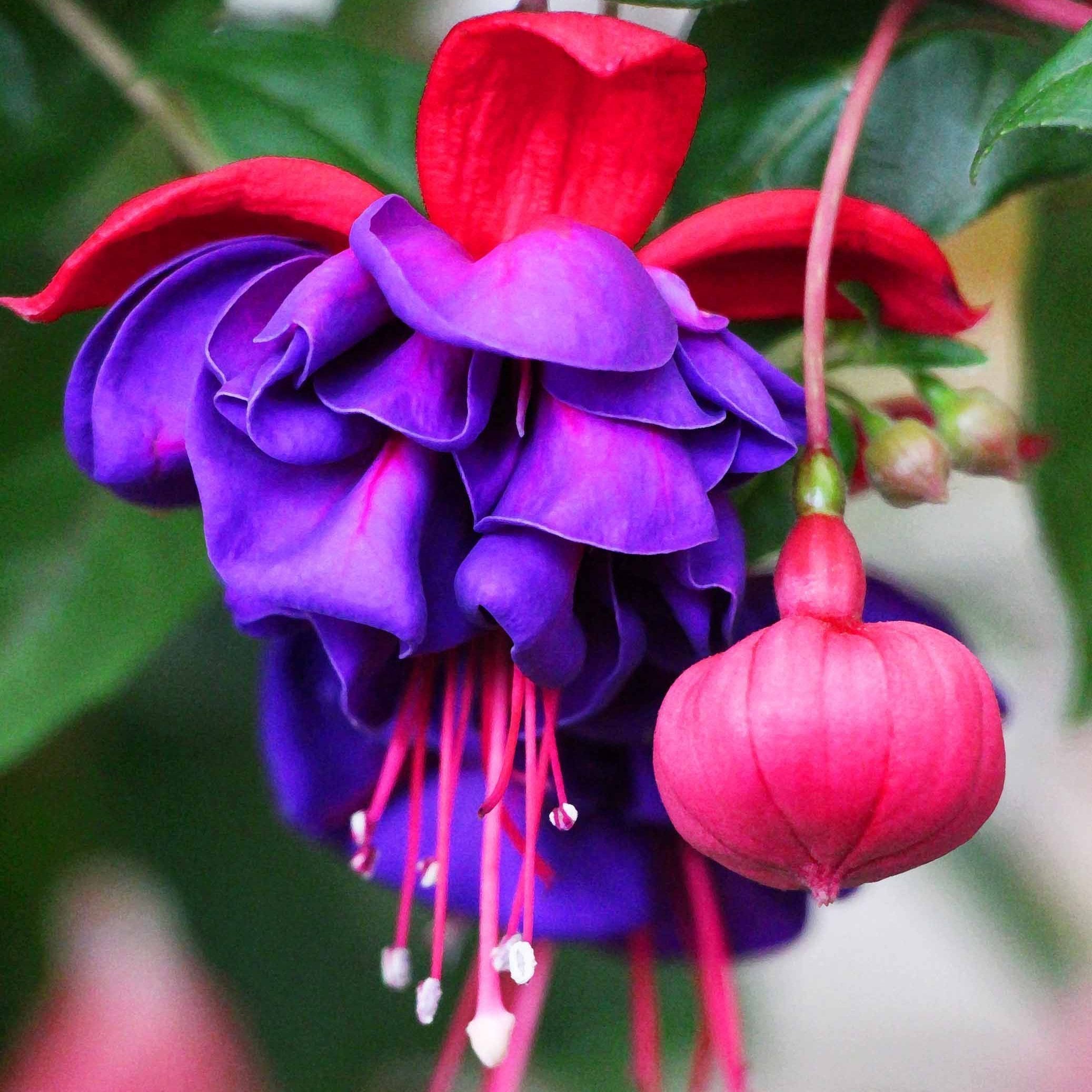 Fuchsia Flowers Seeds Lantern Flower, Bonsai Flower Seeds