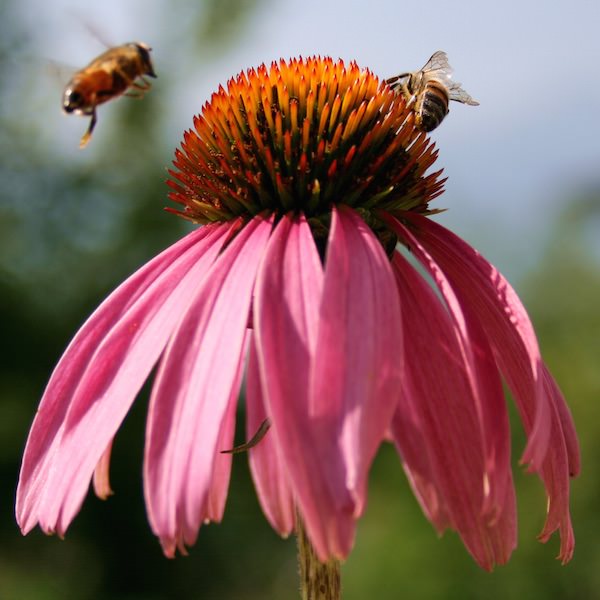 Rare Purple Coneflower Seeds