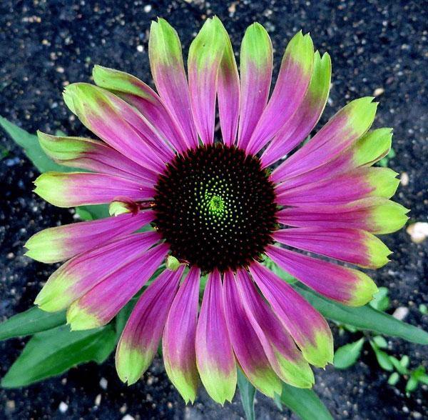 Green Twister Coneflower Seeds
