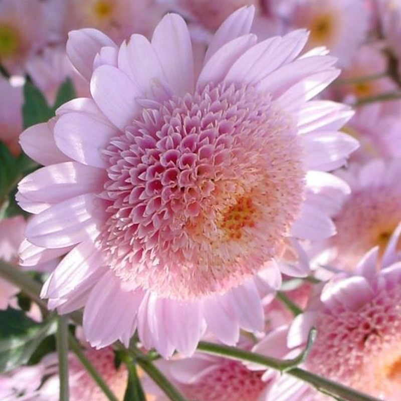  🌸Mini Mum Chrysanthemum Seeds，Mum Flower，Annual Seeds