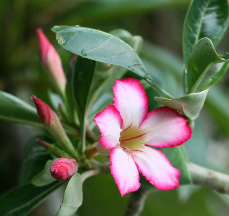 Pink Lady - Desert Rose Seeds
