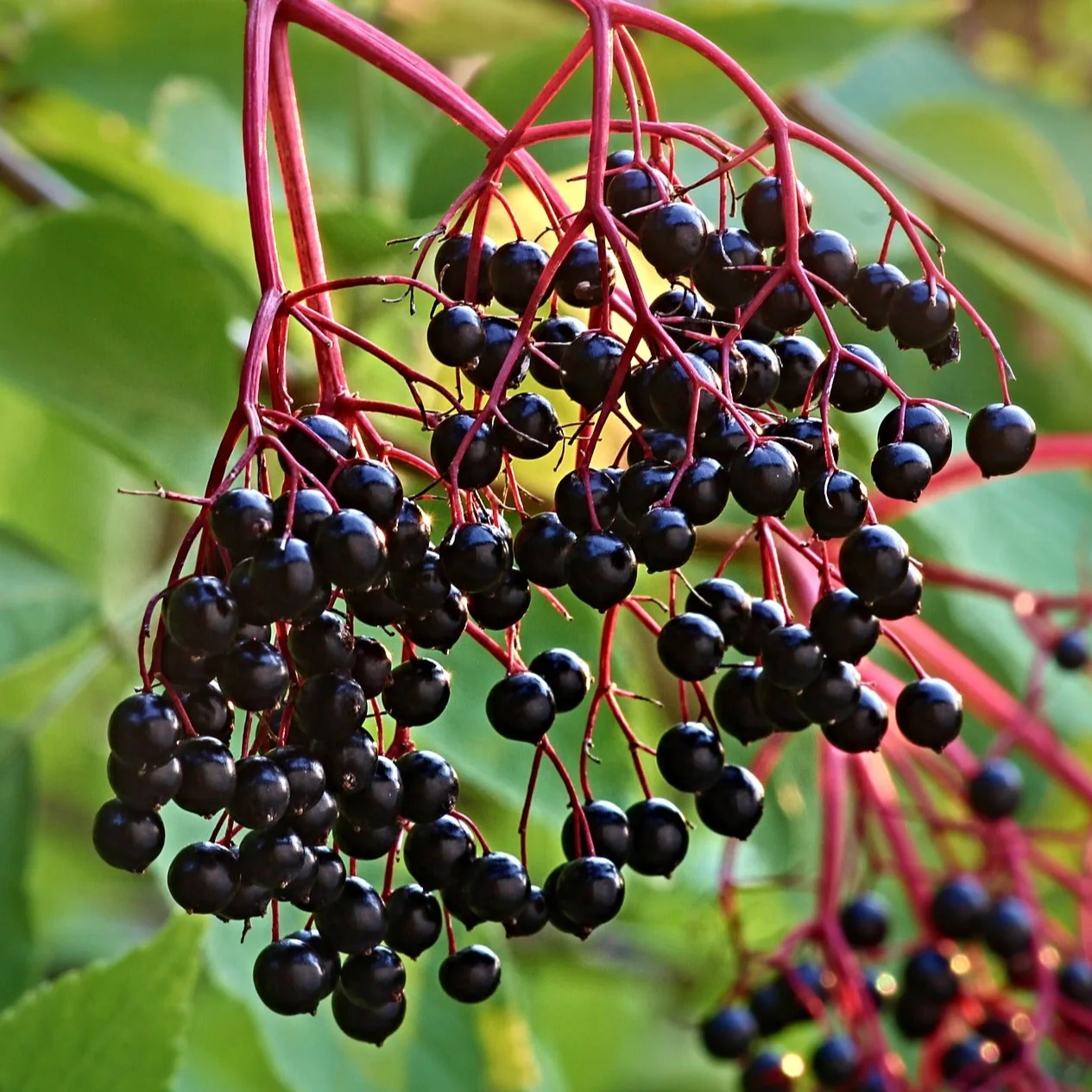 Elderberry, Collection