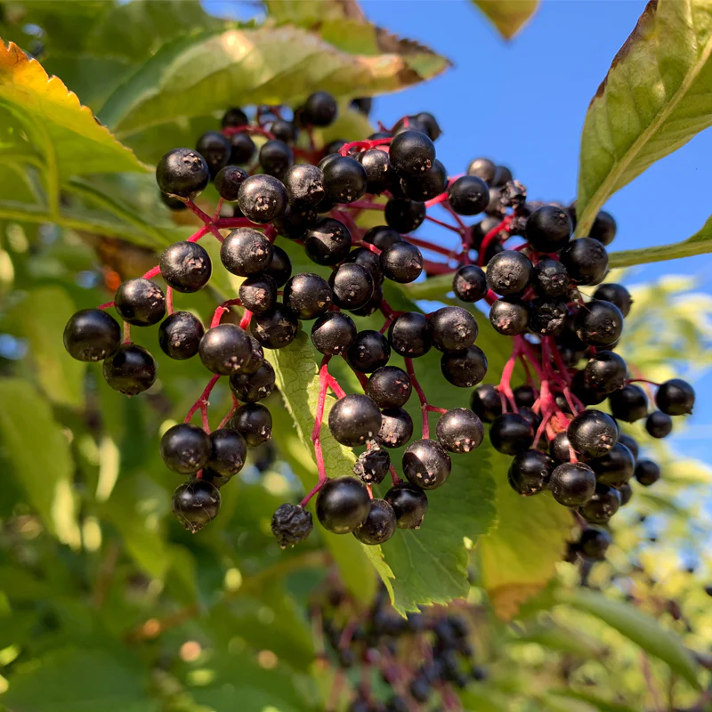 Elderberry, Collection