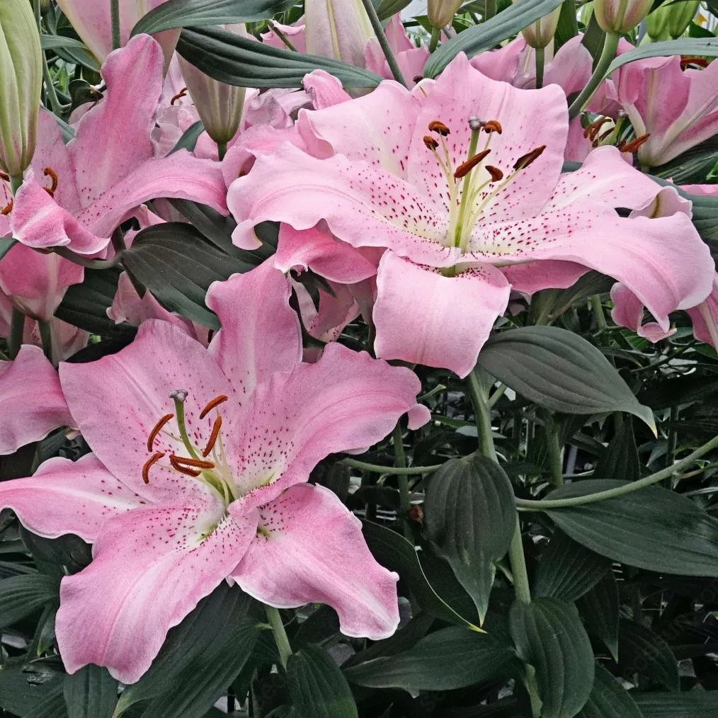 Lily bulbs
