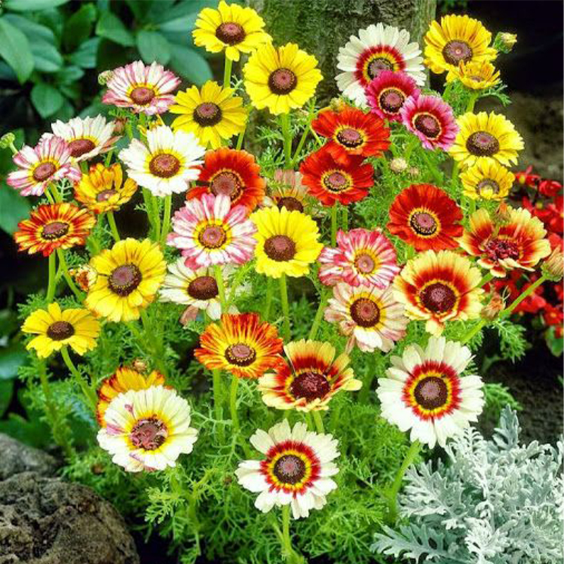 Chrysanthemum Carinatum Mixed Color - Flower Seeds