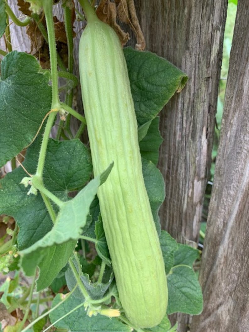 🥒Armenian Cucumber seeds- Grown in Texas - Pale/Light variety