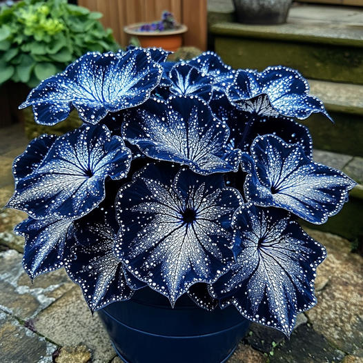 Nocturne Begonia