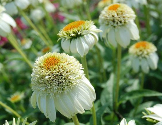 ❣️Organic Echinacea Purpurea-🟡Purple Coneflower Seeds