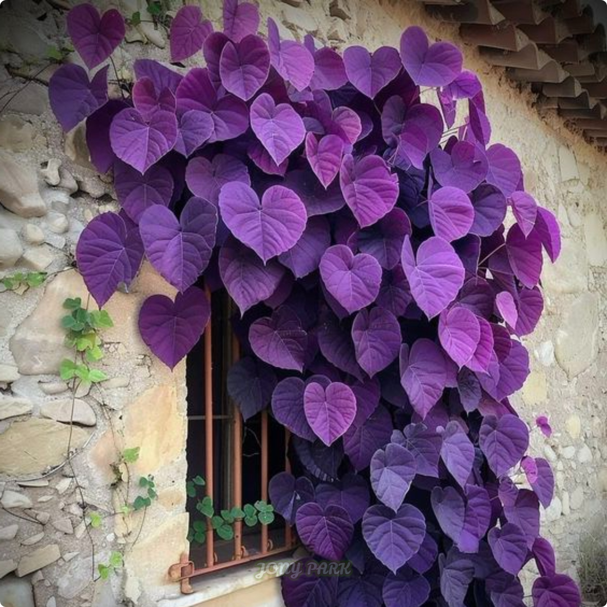Purple Heart Vine