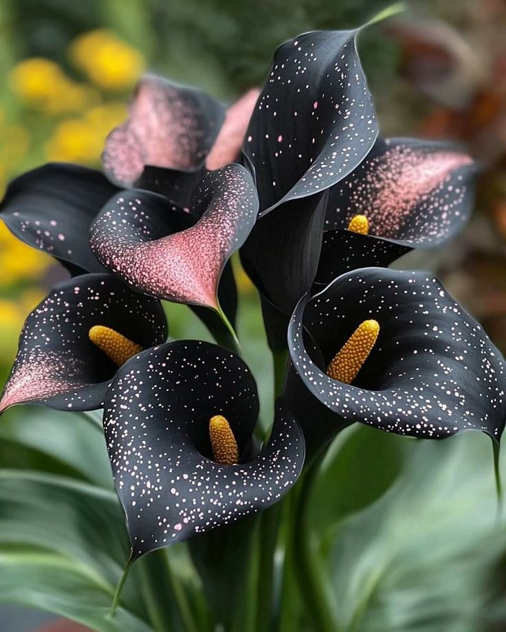 Calla Lily Bulbs Garden Balcony Potted Perennial Flower
