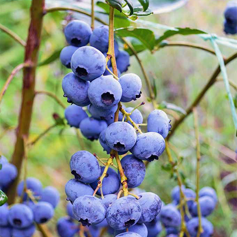 Sweet High Bush Blueberry Tree Seeds