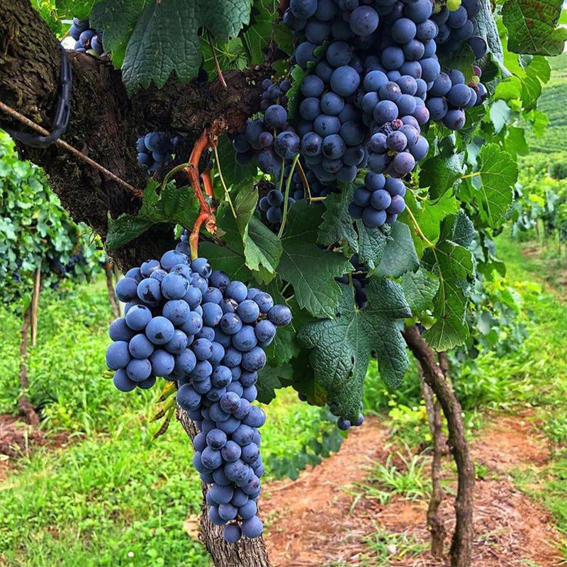 Sweet High Bush Blueberry Tree Seeds