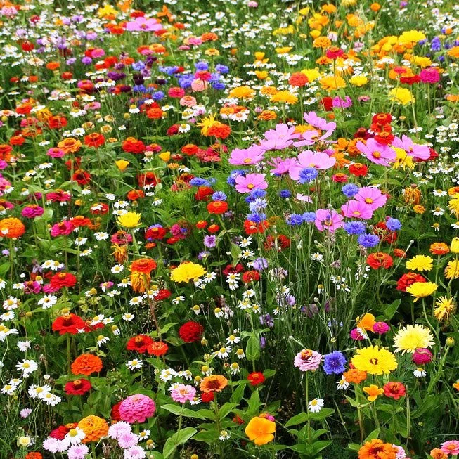 First Year Flowering Mixed Perennial Wildflower Seeds