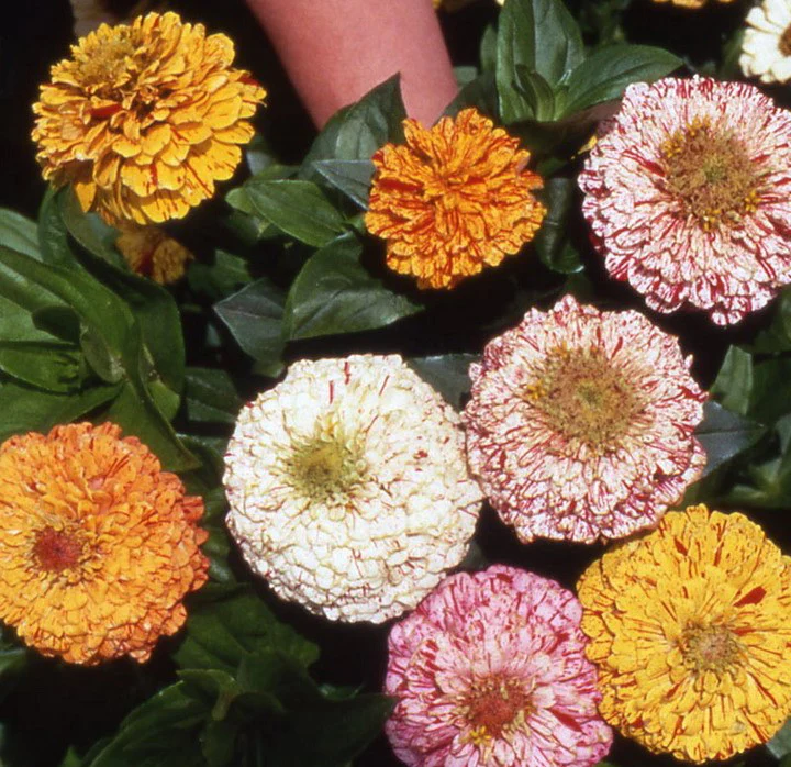 Mixed Zinnia Peppermint Stick Seeds
