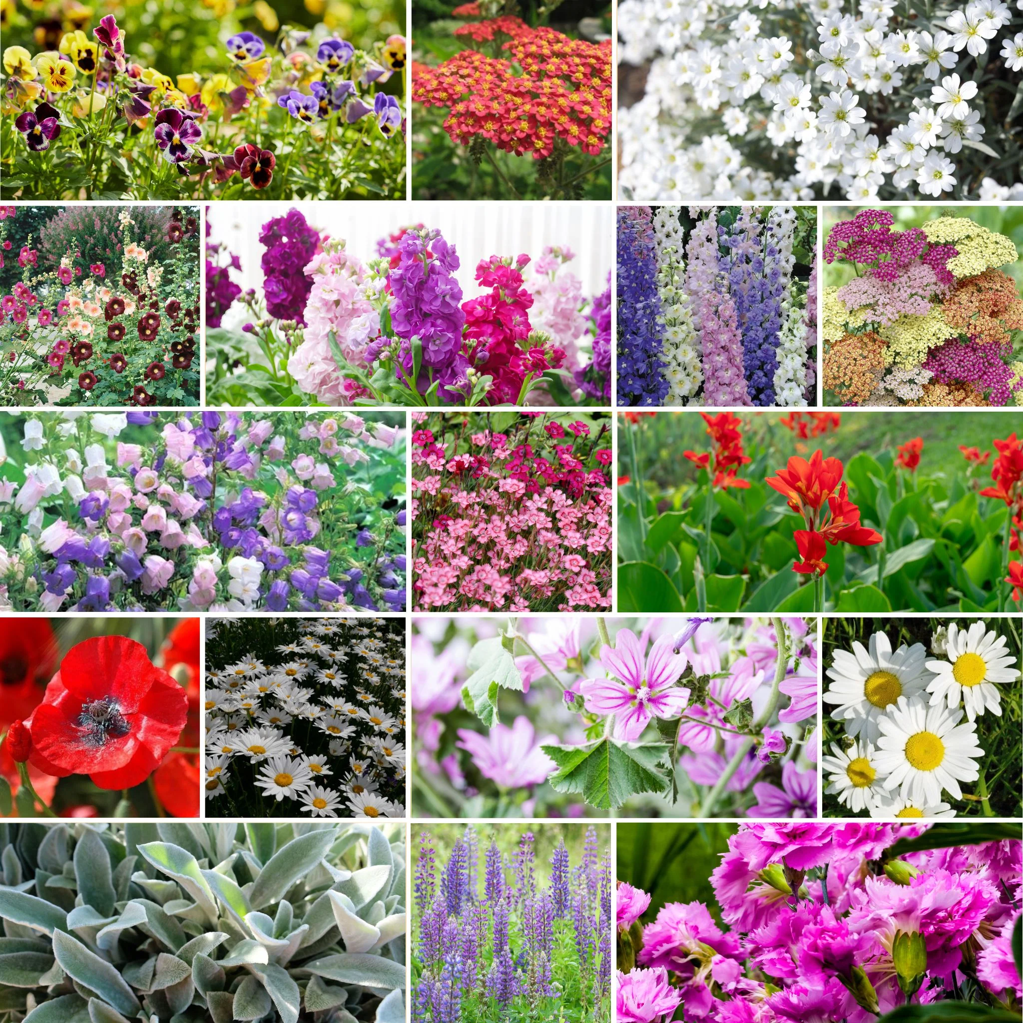 First Year Flowering Mixed Perennial Wildflower Seeds