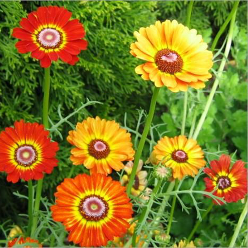 Chrysanthemum Carinatum Mixed Color - Flower Seeds