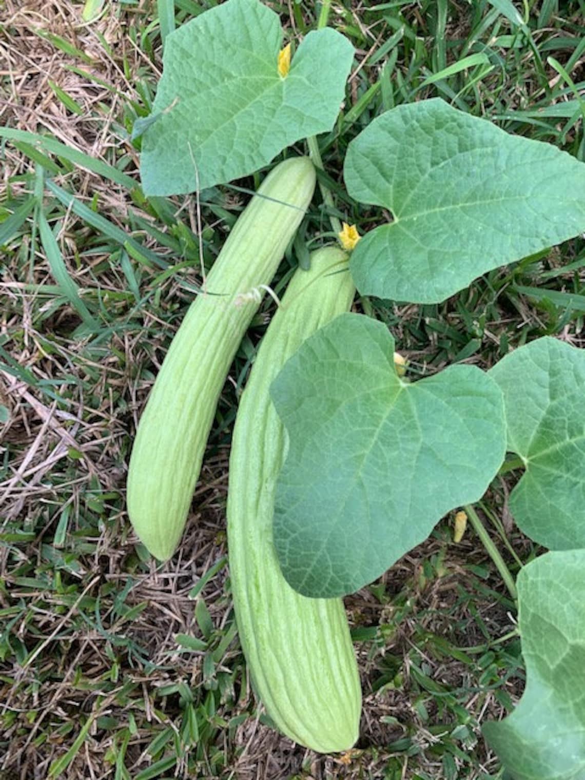 🥒Armenian Cucumber seeds- Grown in Texas - Pale/Light variety
