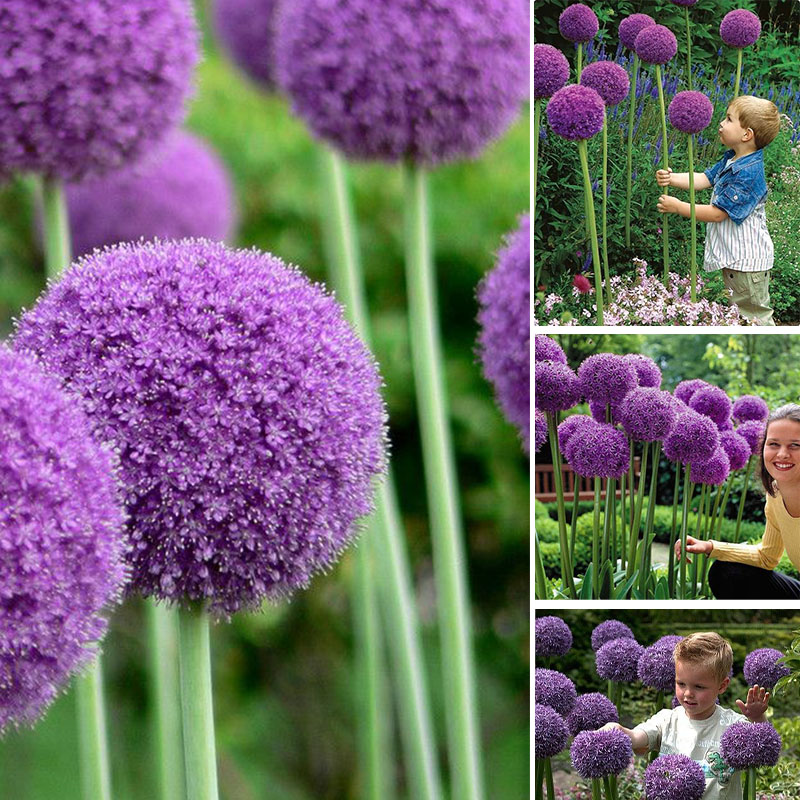✨Purple Giant Allium Giganteum Beautiful Flower Seeds