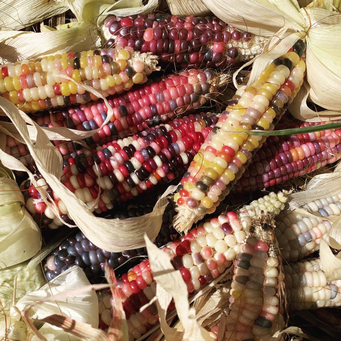 GLASS GEM CORN SEEDS - (Organic)