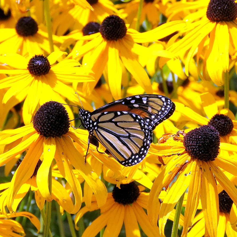 Black-Eyed Susan