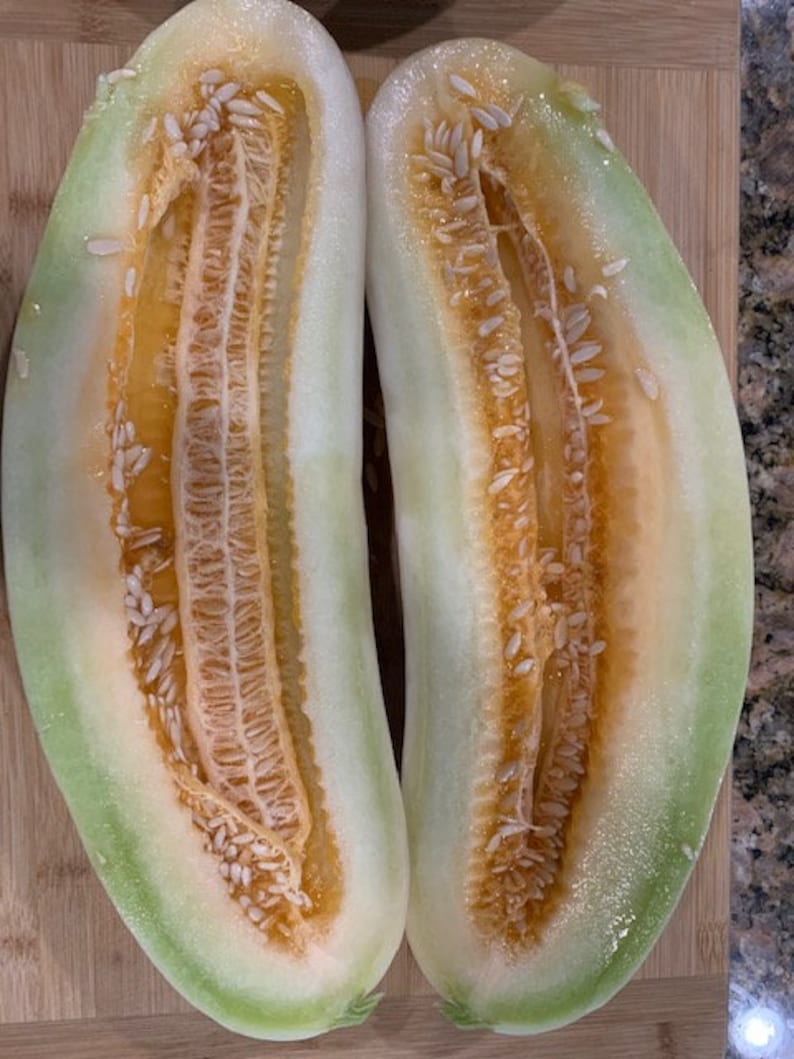 🥒Armenian Cucumber seeds- Grown in Texas - Pale/Light variety