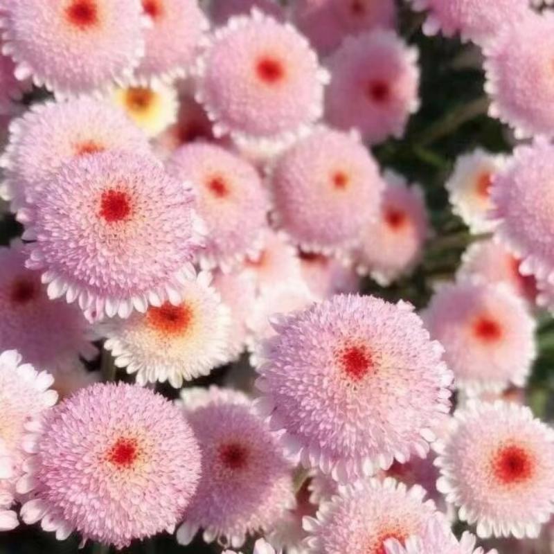  🌸Mini Mum Chrysanthemum Seeds，Mum Flower，Annual Seeds