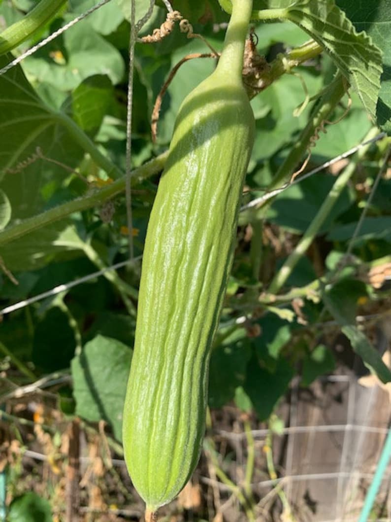 🥒Armenian Cucumber seeds- Grown in Texas - Pale/Light variety