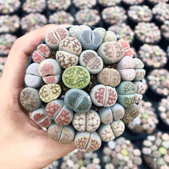 Mixed Lithops Seeds - Rarely Offered - At least 50 types of Lithops Seeds