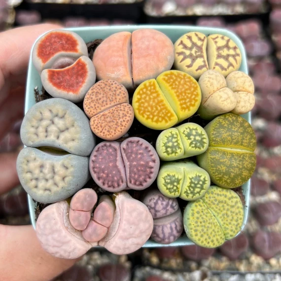 Mixed Lithops Seeds - Rarely Offered - At least 50 types of Lithops Seeds
