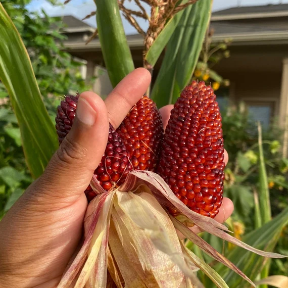 Strawberry Popcorn Seeds