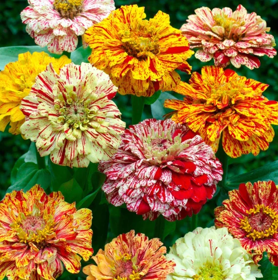 Mixed Zinnia Peppermint Stick Seeds