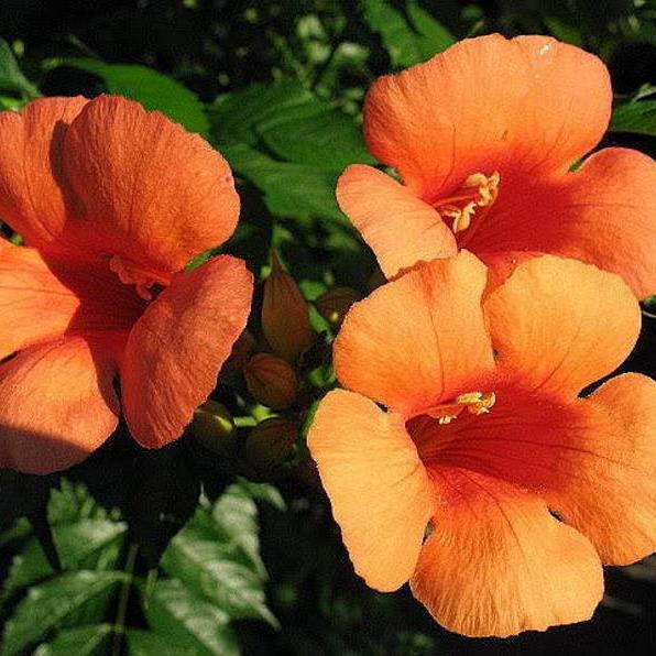 \HUMMINGBIRD TRUMPET CREEPER Campsis Radicans Vine Flower Seeds