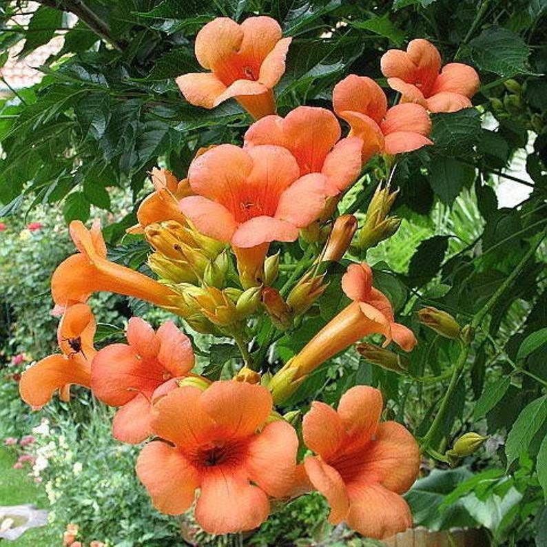 \HUMMINGBIRD TRUMPET CREEPER Campsis Radicans Vine Flower Seeds