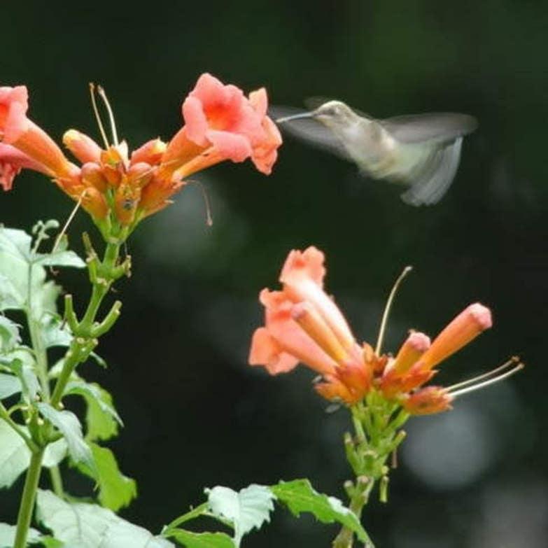 \HUMMINGBIRD TRUMPET CREEPER Campsis Radicans Vine Flower Seeds