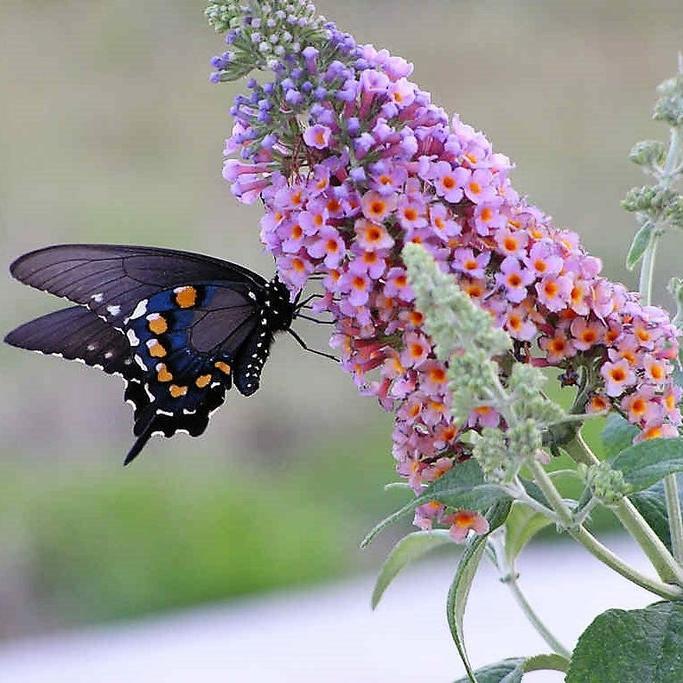 MIXED Colors BUTTERFLY BUSH Buddleia Davidii Flower Shrub Seeds
