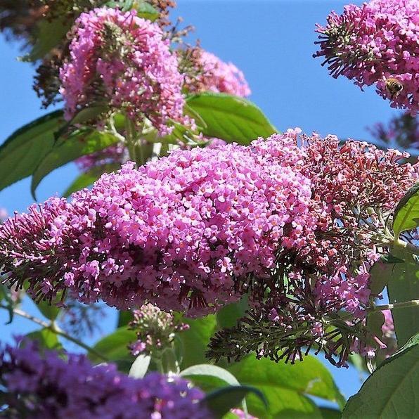 MIXED Colors BUTTERFLY BUSH Buddleia Davidii Flower Shrub Seeds