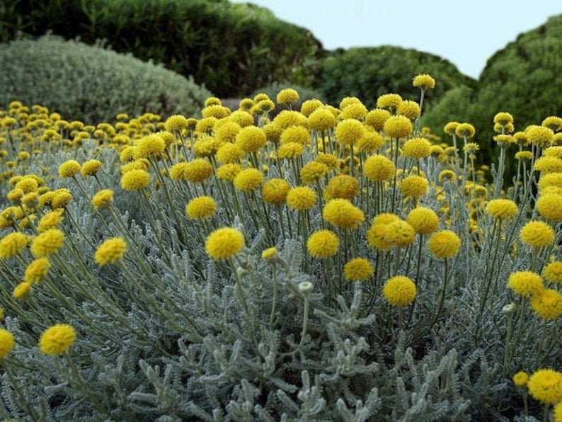 Craspedia flower - 50 Seeds - Non GMO